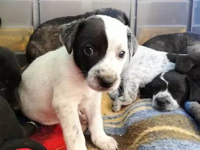 perrito