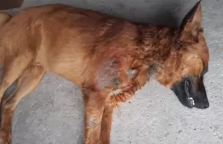 perro-muerto-puntazo