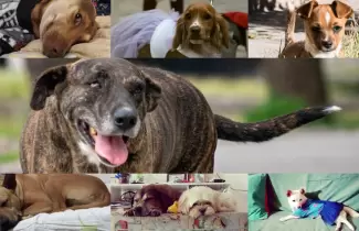 Perros-dia-del-perro-sin-raza-1