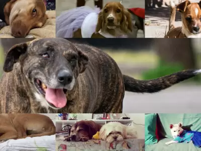 Perros-dia-del-perro-sin-raza-1