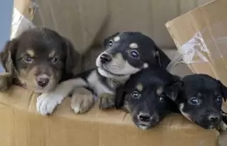 perritos-en-adopcion-