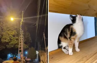 gatita-rescatada-1