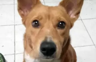 perrita-de-tucuman-