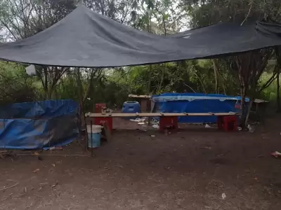 rina-de-gallos
