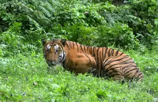 tigre-de-bengala