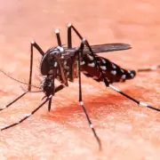 Dengue en Jujuy: registran casos de serotipo 2 en la zona del Ramal