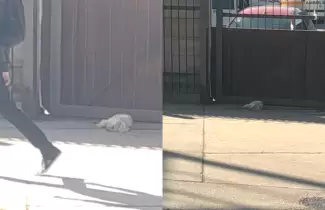 perro-en-vieja-terminal