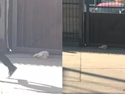 perro-en-vieja-terminal