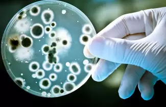 superbacterias