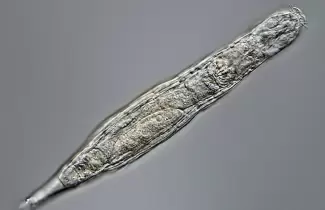 ruaia