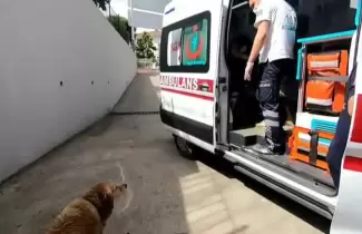 perro-persigue-la-ambulancia-de-su-duena
