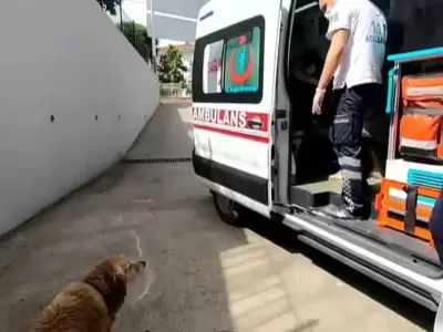 perro-persigue-la-ambulancia-de-su-duena
