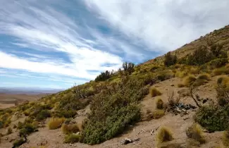 Bosquecito-de-quenoa-Poylepis-tarapacana-SO-Bolivia