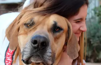 milo-perro-