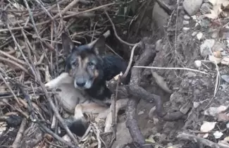 Perro-enterrado-vivo-3