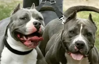 pitbulls-