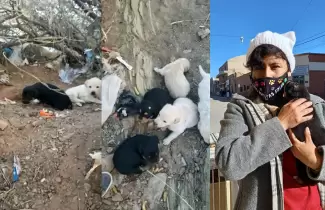 cachorrito