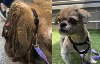 perro-con-tres-kilos-de-pelo-antes-y-despues