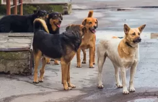 perros-callejeros