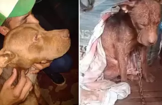 perro-misiones