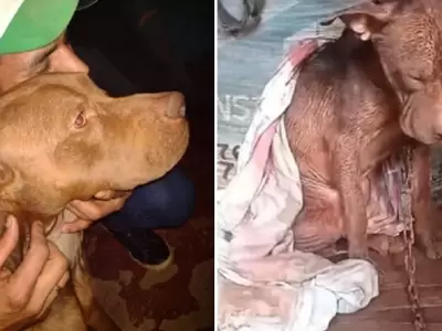 perro-misiones