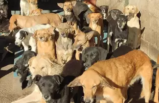 hogar-san-roque-perritos-perros-