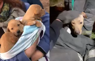 cachorros-rescate