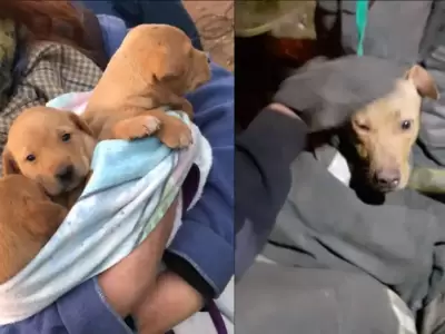 cachorros-rescate