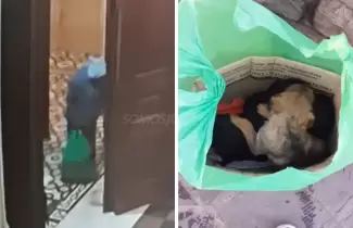 cachorros-abandonados