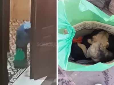cachorros-abandonados