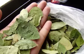 hoja-de-coca