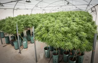 cannabis