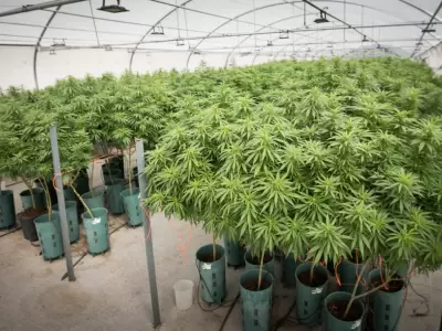 cannabis