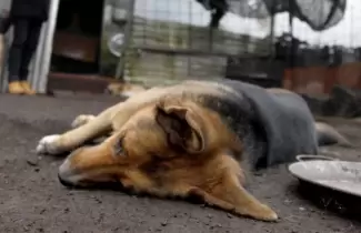 Perro-enveneado