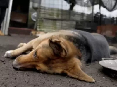 Perro-enveneado