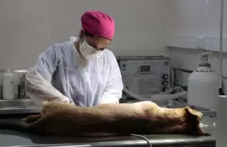 castracion-ok