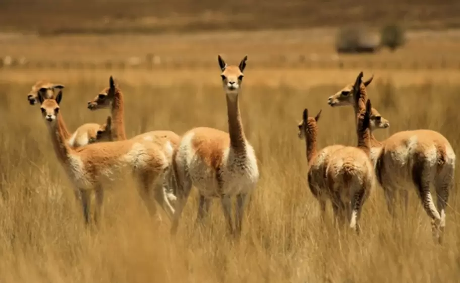 vicunas-