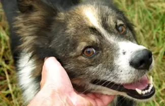 perro-caricia