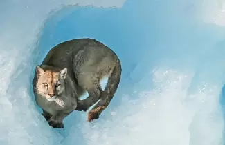 puma-iceberg