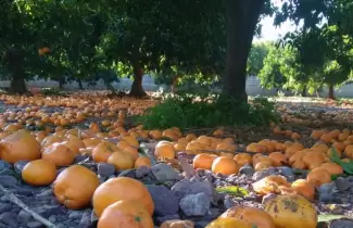 naranjas