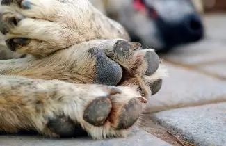 perros-envenenados