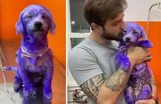 perrita-pintada-de-morado