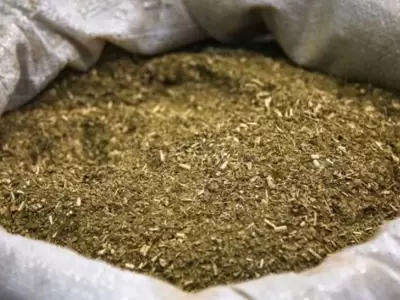 yerba-mate