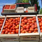 Productores de tomate en Fraile Pintado enfrentan una crisis y reclaman mayor acompañamiento estatal