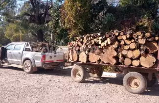 madera-decomisada