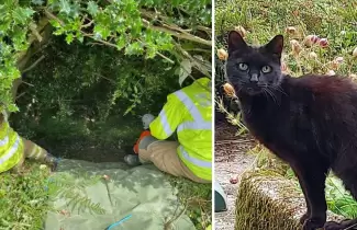 gatito-salvo-duena