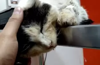 maltrato-animal