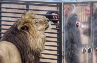 zoologico-al-reves-leon