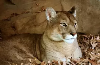 puma-