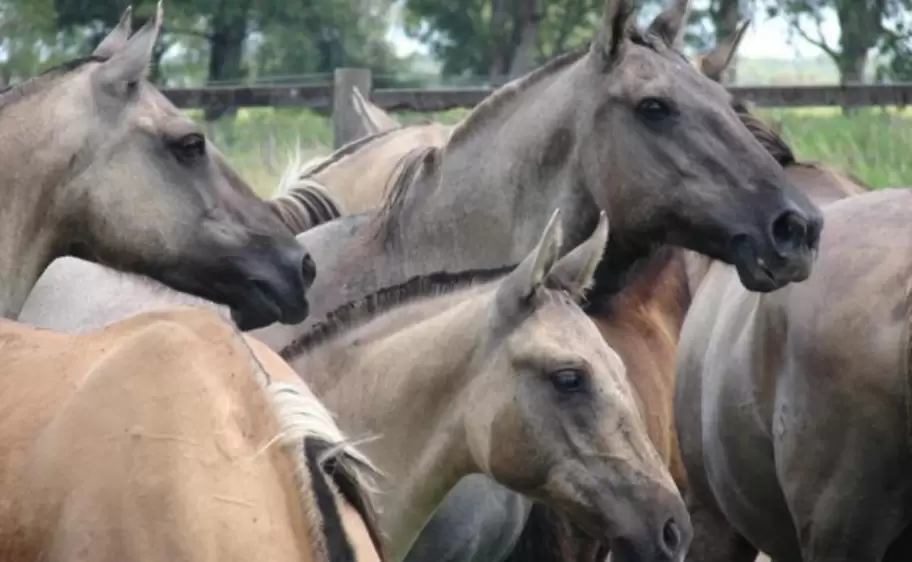 caballos